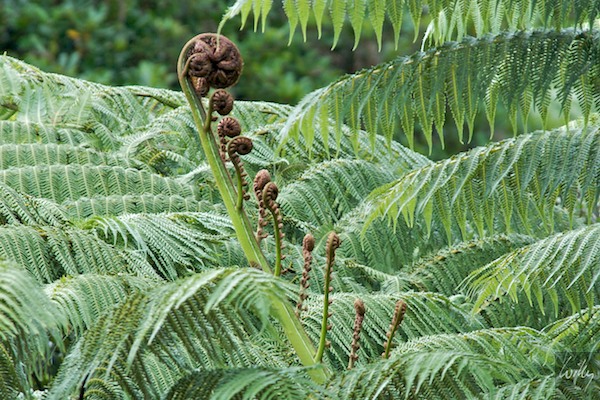 NewZealand 09 10  013